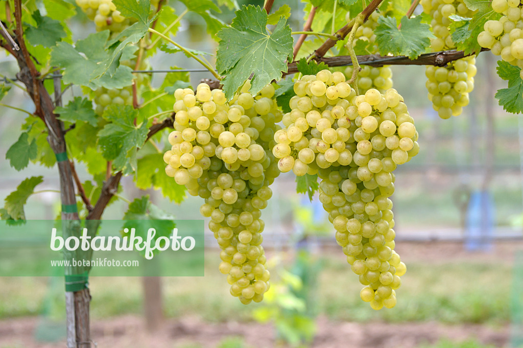 517396 - Grape vine (Vitis vinifera 'Rubanka')