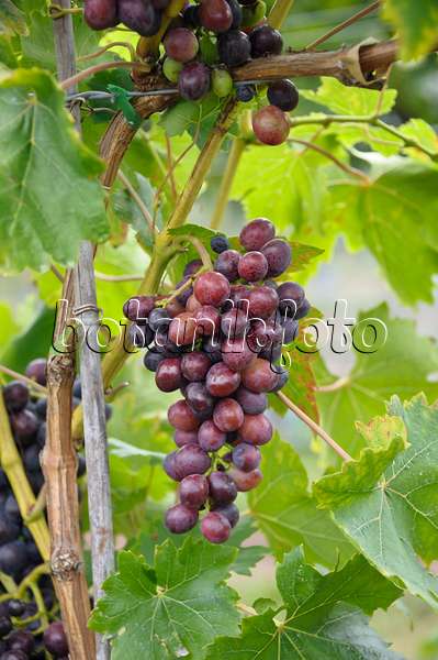 517397 - Grape vine (Vitis vinifera 'Transilvania')