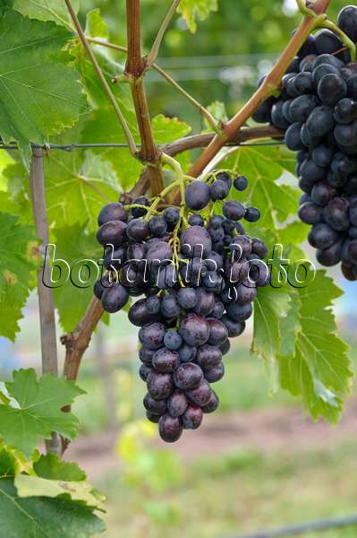 517398 - Grape vine (Vitis vinifera 'Transilvania')