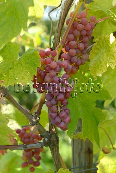 575350 - Grape vine (Vitis vinifera 'Vanessa')