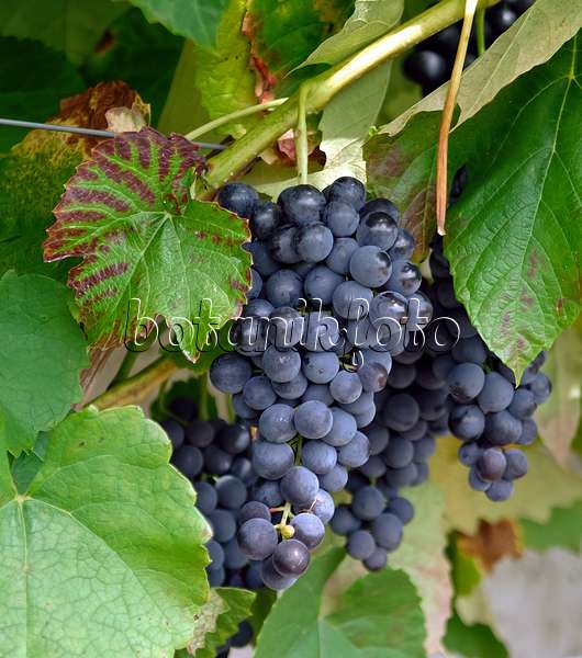 471468 - Grape vine (Vitis vinifera 'Venus')
