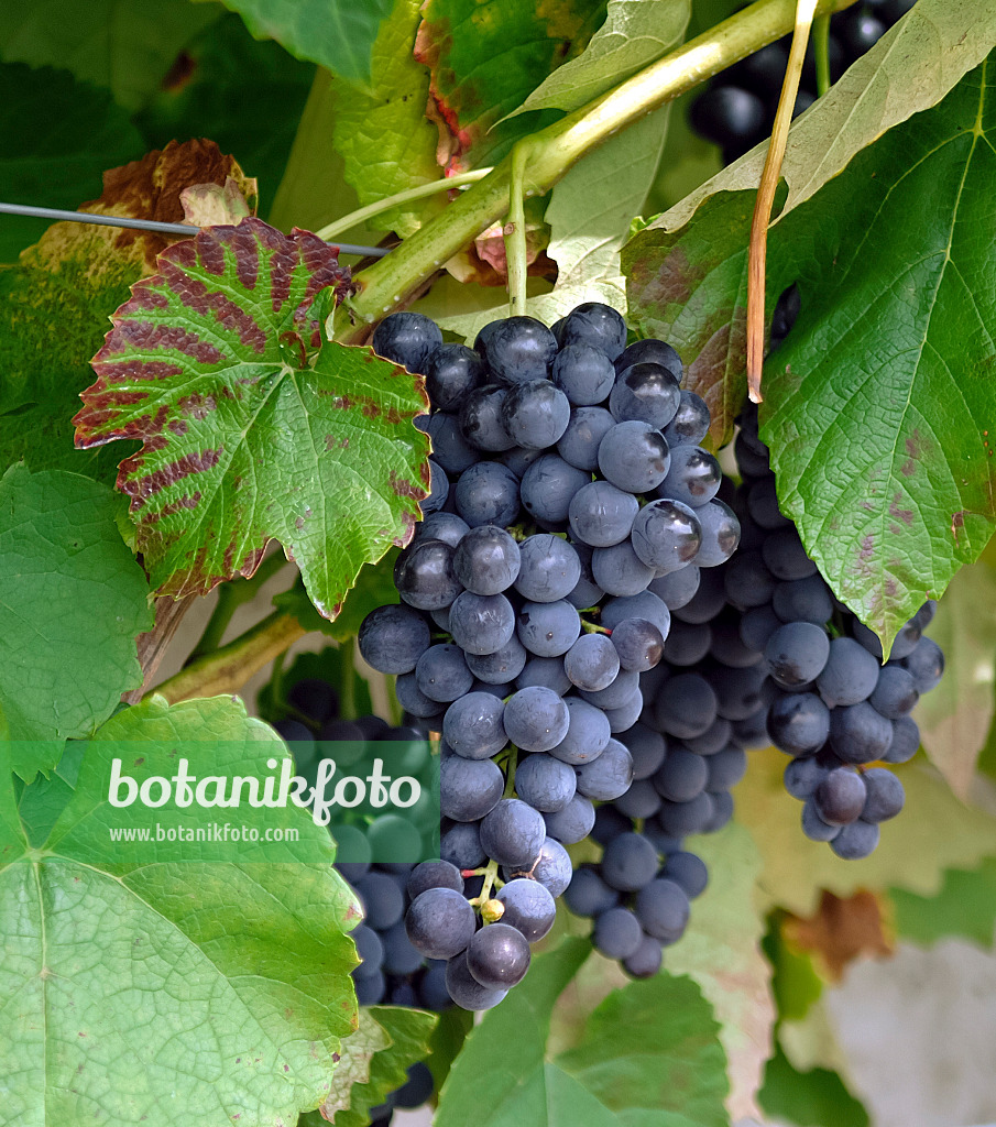 471468 - Grape vine (Vitis vinifera 'Venus')