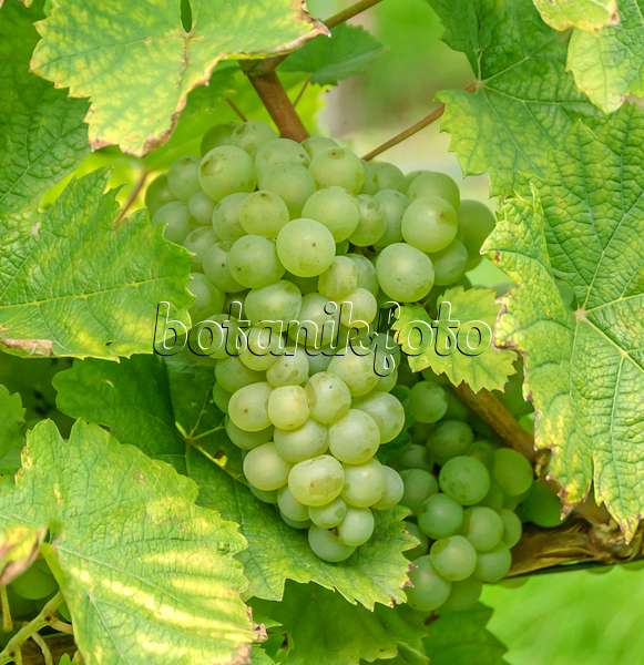 558256 - Grape vine (Vitis vinifera 'Weisser Elbling')