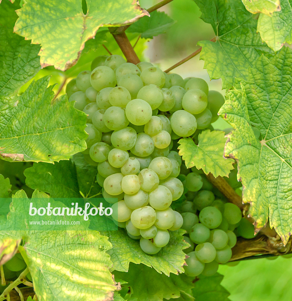 558256 - Grape vine (Vitis vinifera 'Weisser Elbling')