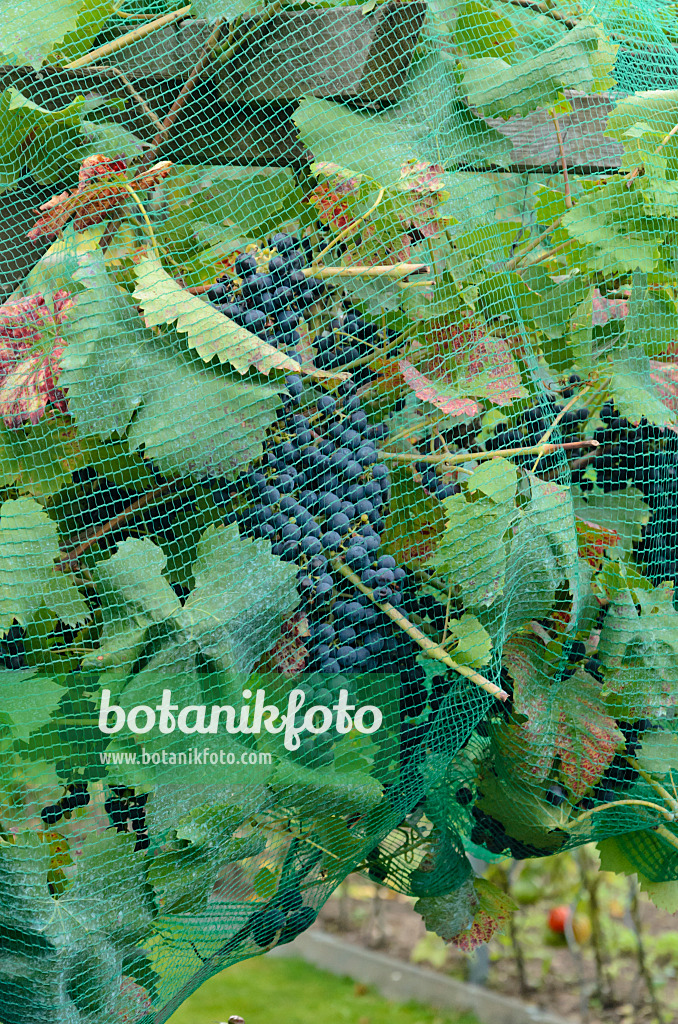 524102 - Grape vine (Vitis vinifera) with bird net