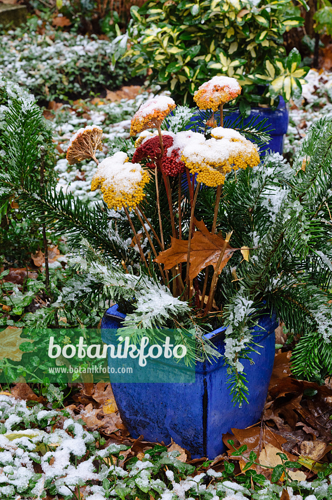 466078 - Grave decoration with dyed plant parts