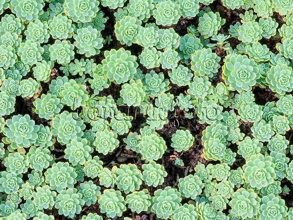 465205 - Gray stonecrop (Sedum pachyclados syn. Rhodiola pachyclados)
