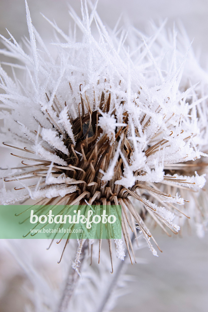 465079 - Great burdock (Arctium lappa) with hoar frost