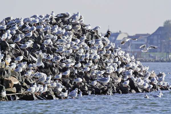 525099 - Great cormorants (Phalacrocorax carbo) and gulls (Larus) at Elbe River Mouth near Cuxhaven, Germany