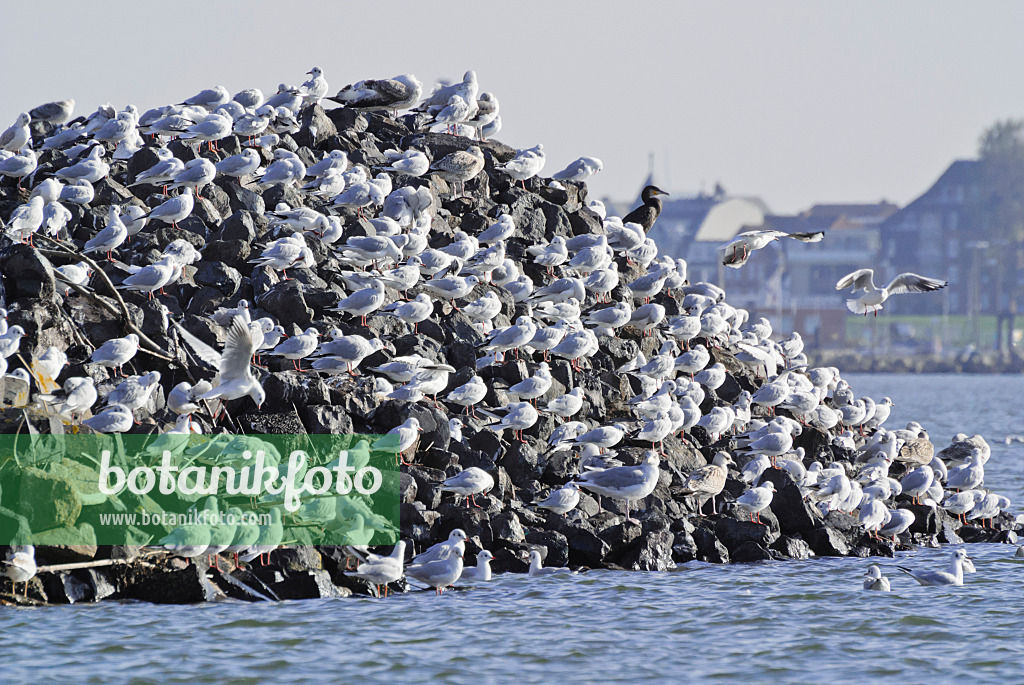 525099 - Great cormorants (Phalacrocorax carbo) and gulls (Larus) at Elbe River Mouth near Cuxhaven, Germany