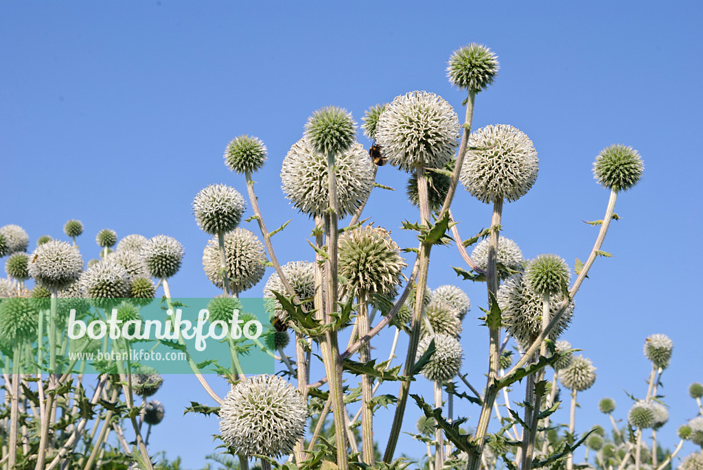 475040 - Great globe thistle (Echinops sphaerocephalus 'Arctic Glow')