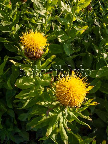 415013 - Great golden knapweed (Centaurea macrocephala)