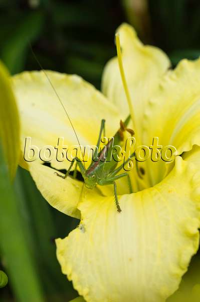 510043 - Great green grasshopper (Tettigonia viridissima) and day lily (Hemerocallis)