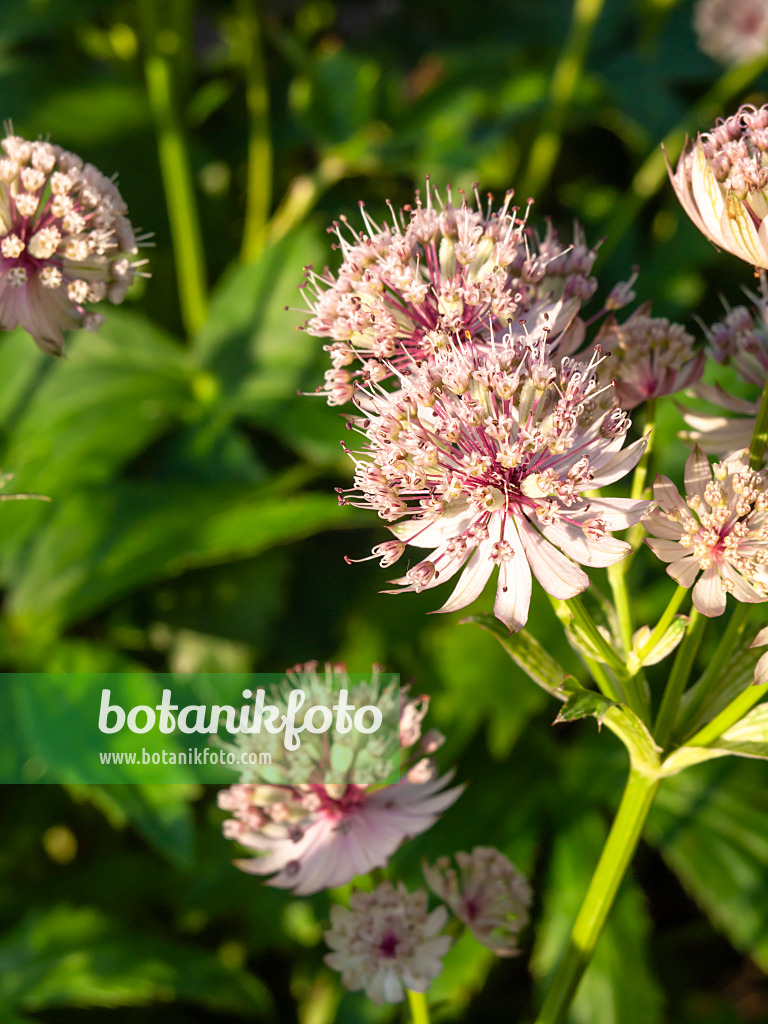 461135 - Great masterwort (Astrantia major)