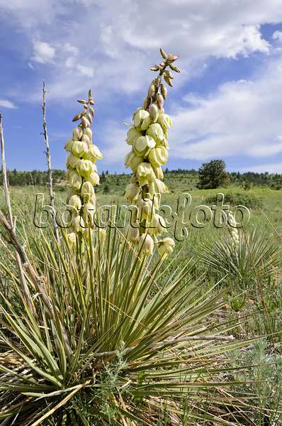 508378 - Great Plains yucca (Yucca glauca)