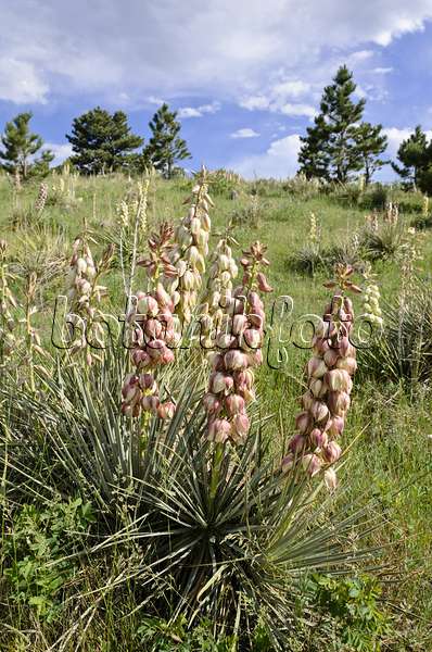 508380 - Great Plains yucca (Yucca glauca)