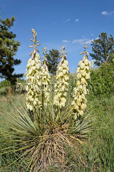 508381 - Great Plains yucca (Yucca glauca)