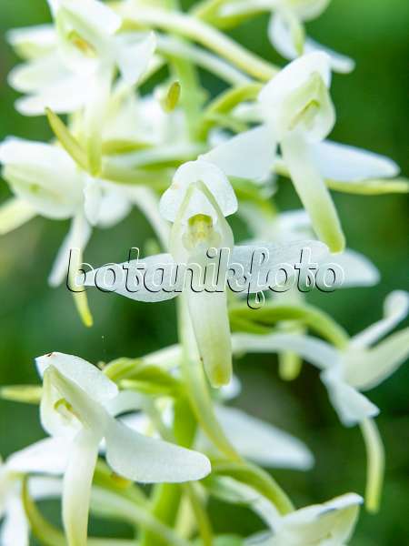 439226 - Greater butterfly orchid (Platanthera chlorantha)