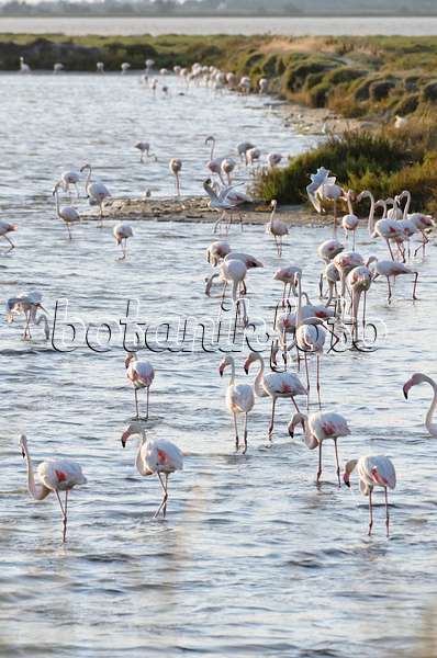 557280 - Greater flamingo (Phoenicopterus roseus), Camargue, France