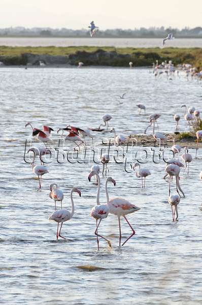 557281 - Greater flamingo (Phoenicopterus roseus), Camargue, France