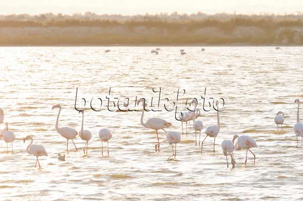 557282 - Greater flamingo (Phoenicopterus roseus), Camargue, France