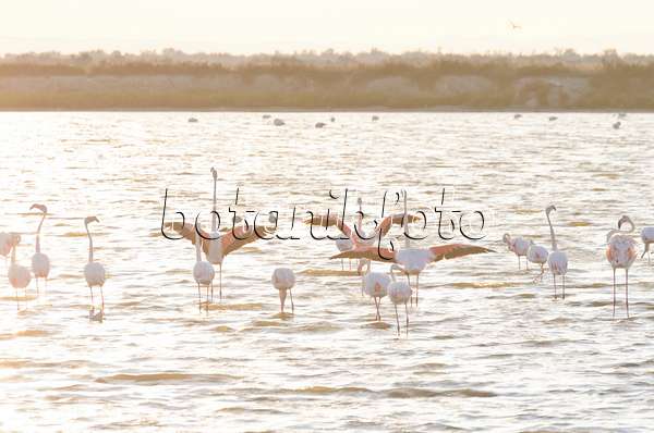 557283 - Greater flamingo (Phoenicopterus roseus), Camargue, France
