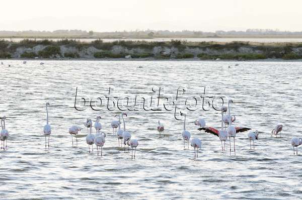 557285 - Greater flamingo (Phoenicopterus roseus), Camargue, France