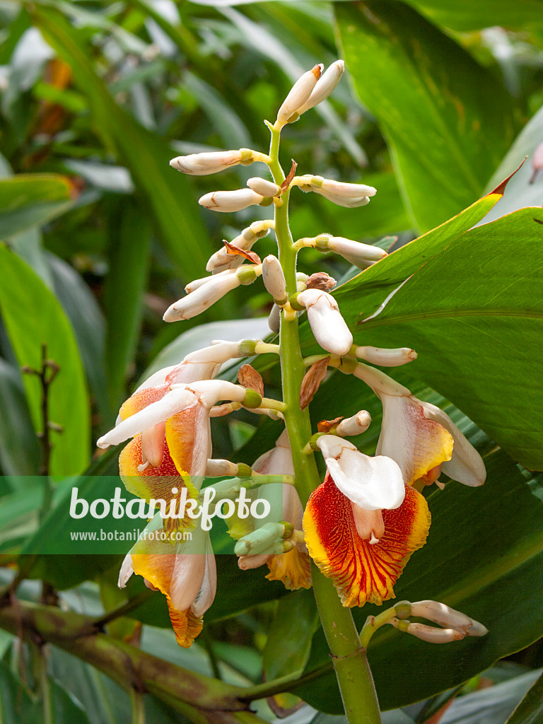 411160 - Greater galangal (Alpinia galanga)