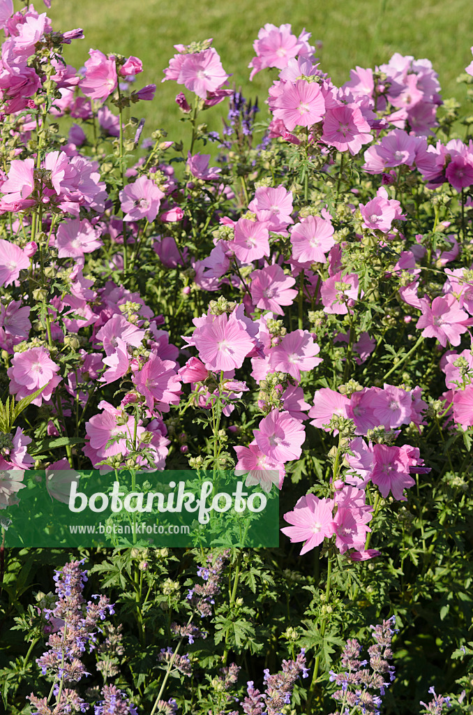 570055 - Greater musk mallow (Malva alcea 'Fastigiata')