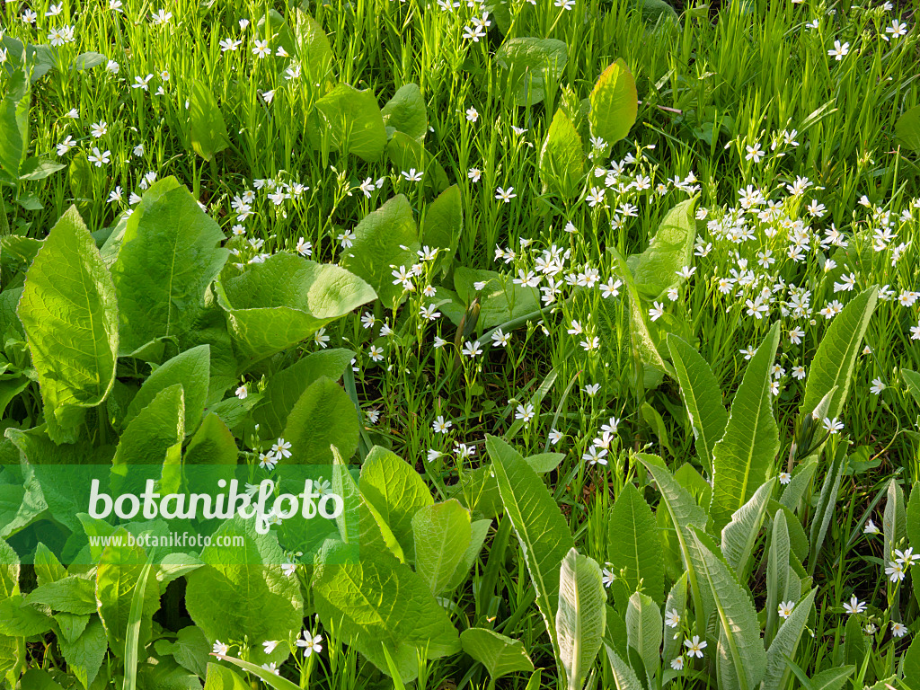 400154 - Greater stichwort (Stellaria holostea)