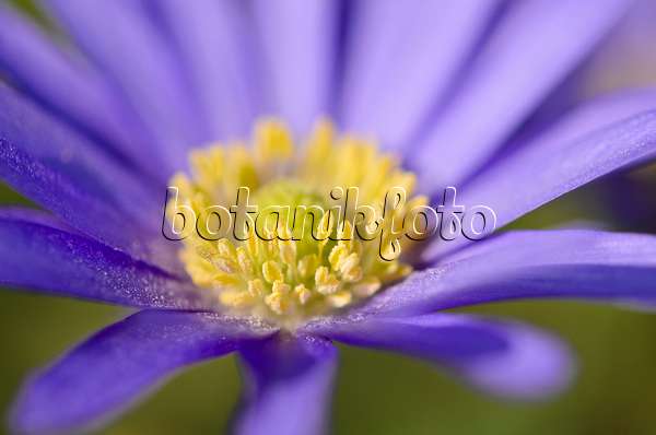 519086 - Grecian windflower (Anemone blanda)