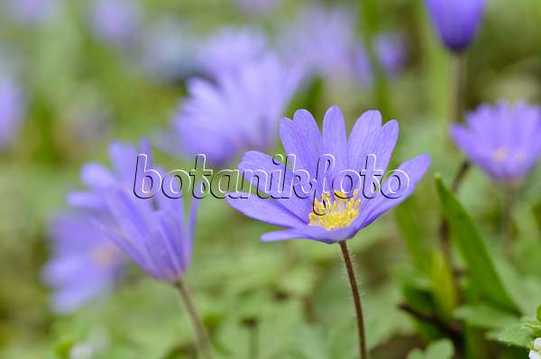 495094 - Grecian windflower (Anemone blanda 'Blue Shades')