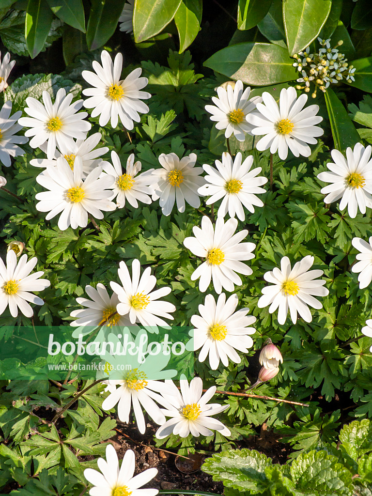 447060 - Grecian windflower (Anemone blanda 'White Splendour')