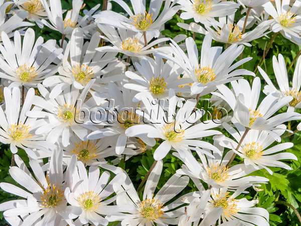 459019 - Grecian windflower (Anemone blanda 'White Splendour')