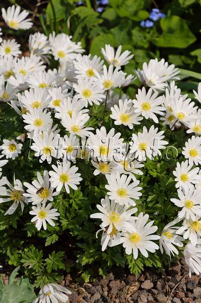 483230 - Grecian windflower (Anemone blanda 'White Splendour')