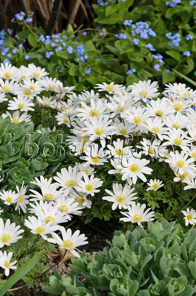 495088 - Grecian windflower (Anemone blanda 'White Splendour')