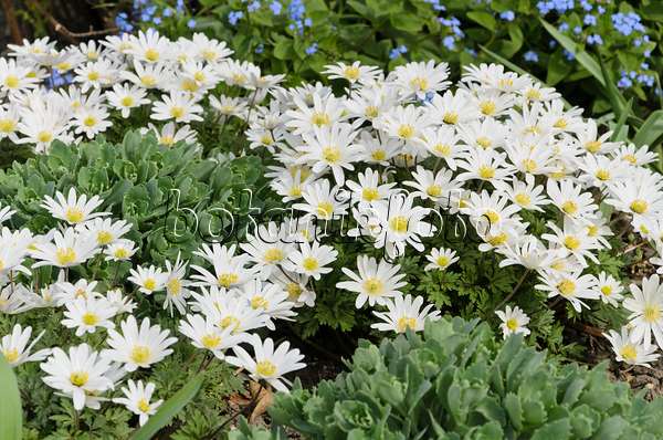 495089 - Grecian windflower (Anemone blanda 'White Splendour')