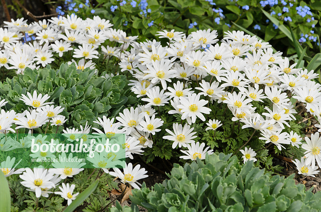 495089 - Grecian windflower (Anemone blanda 'White Splendour')