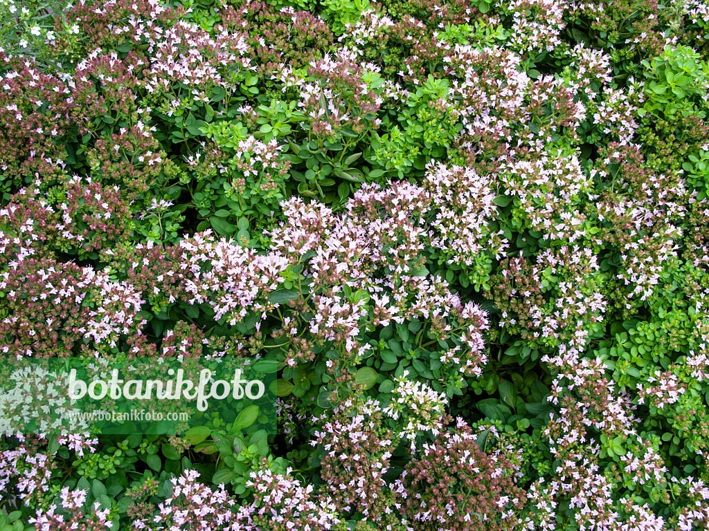 463073 - Greek oregano (Origanum vulgare)