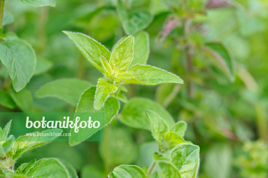 472273 - Greek oregano (Origanum vulgare)