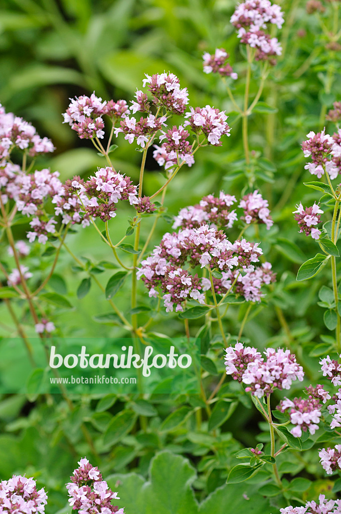 475175 - Greek oregano (Origanum vulgare)