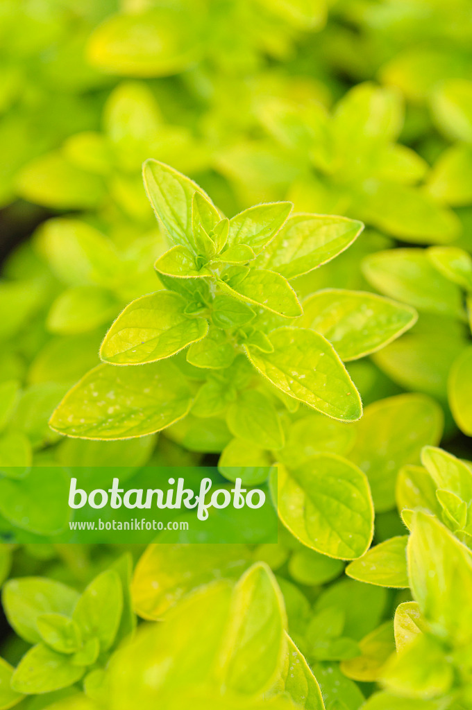 472275 - Greek oregano (Origanum vulgare 'Aureum')