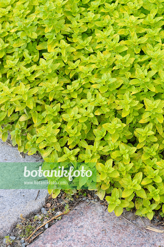 472317 - Greek oregano (Origanum vulgare 'Aureum')