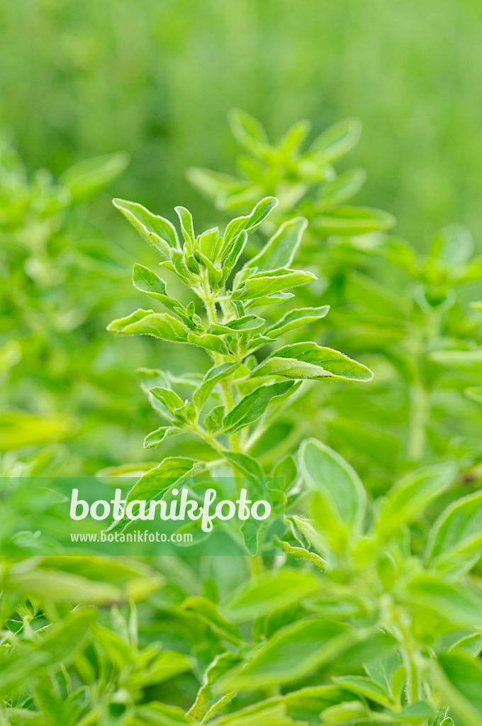 486073 - Greek oregano (Origanum vulgare 'Compactum')