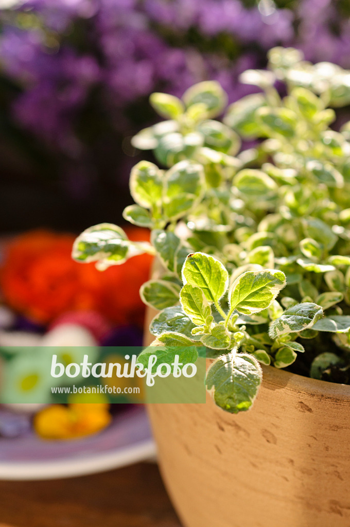 484222 - Greek oregano (Origanum vulgare 'Panta')