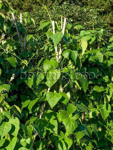 462107 - Green bean (Phaseolus vulgaris)