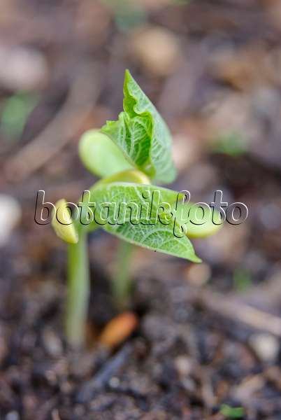 509163 - Green bean (Phaseolus vulgaris)