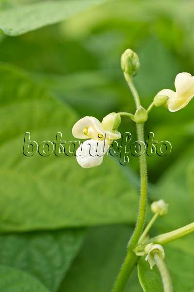 510084 - Green bean (Phaseolus vulgaris)