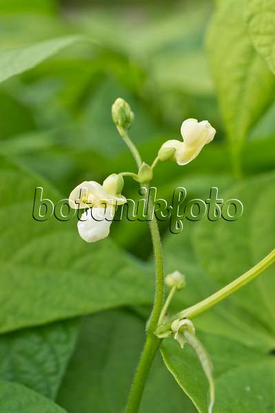 510085 - Green bean (Phaseolus vulgaris)