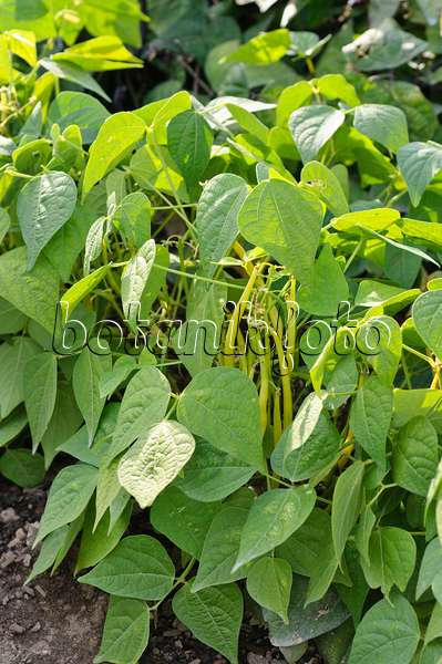 476232 - Green bean (Phaseolus vulgaris var. nanus 'Valetta')